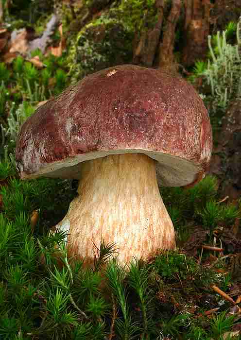  Image name: 195 Porcino.jpg 
 width: 496 pixel 
 height: 700 pixel 
 Size: 31406 bytes 
 Click to enlarge 